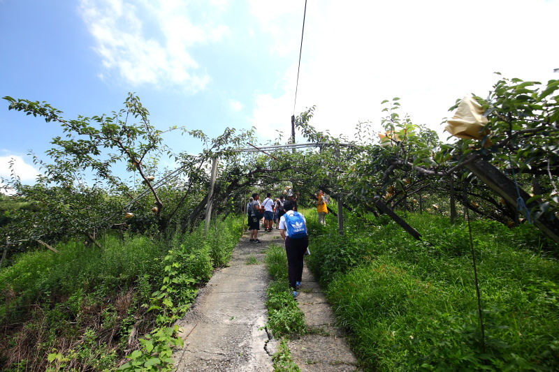 東勢採梨,東勢美食,東勢景點,台中景點,媒體團,台中旅遊,東勢旅遊