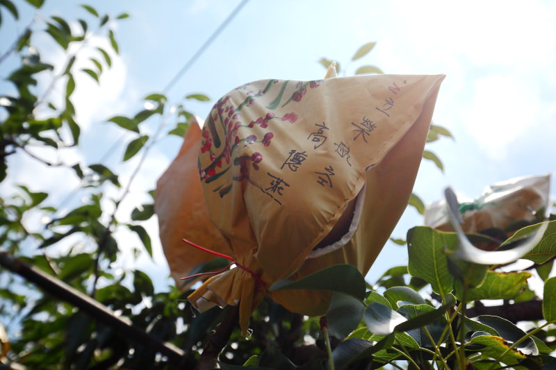 東勢採梨,東勢美食,東勢景點,台中景點,媒體團,台中旅遊,東勢旅遊