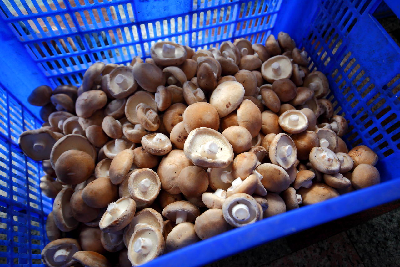 故宮南院,台灣好行,台灣好行關子嶺故宮南院線,關子嶺故宮南院線,關子嶺,台南旅遊
