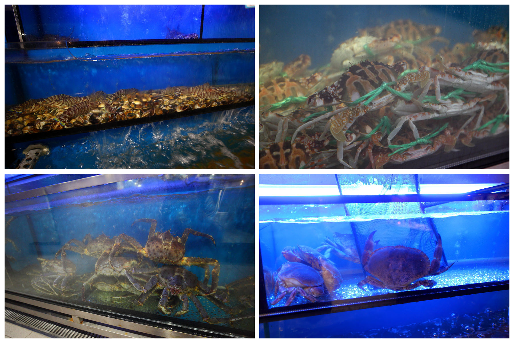 台北帝王蟹,台北和牛,台北活海鮮,土狗樂市,台北日本料理,台北聚餐,台北火鍋,台北火鍋推薦