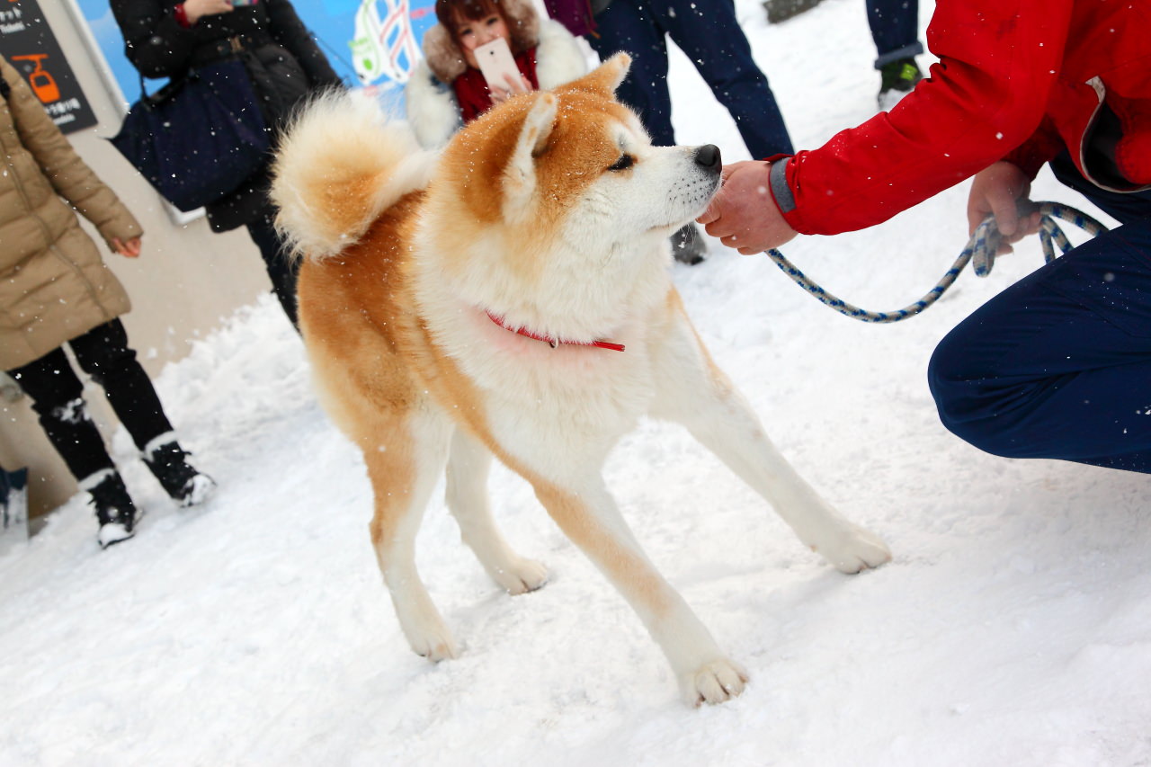 戀戀秋田犬主題路線,樂吃夠！日本,秋田旅遊,台灣近畿旅行社,阿仁滑雪場,森吉山樹冰,森吉山