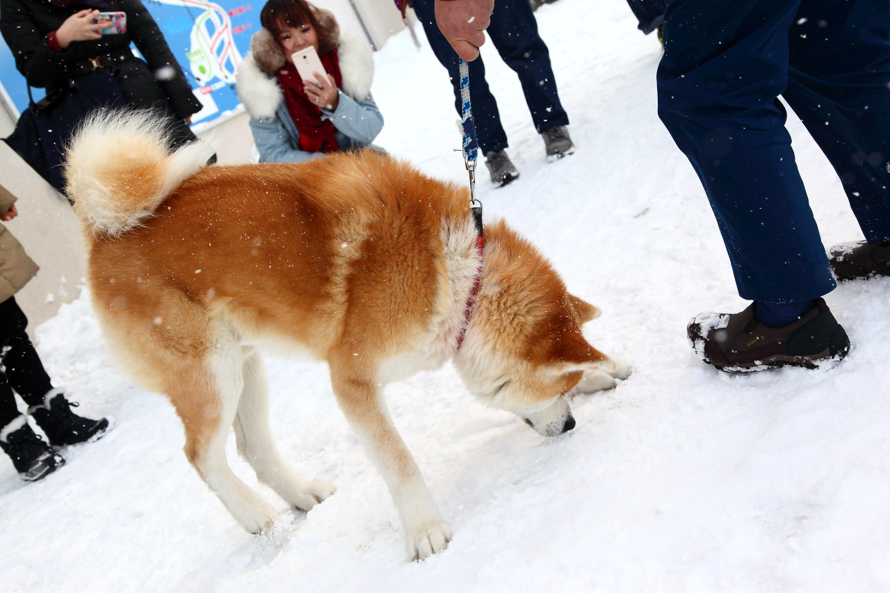 戀戀秋田犬主題路線,樂吃夠！日本,秋田旅遊,台灣近畿旅行社,阿仁滑雪場,森吉山樹冰,森吉山
