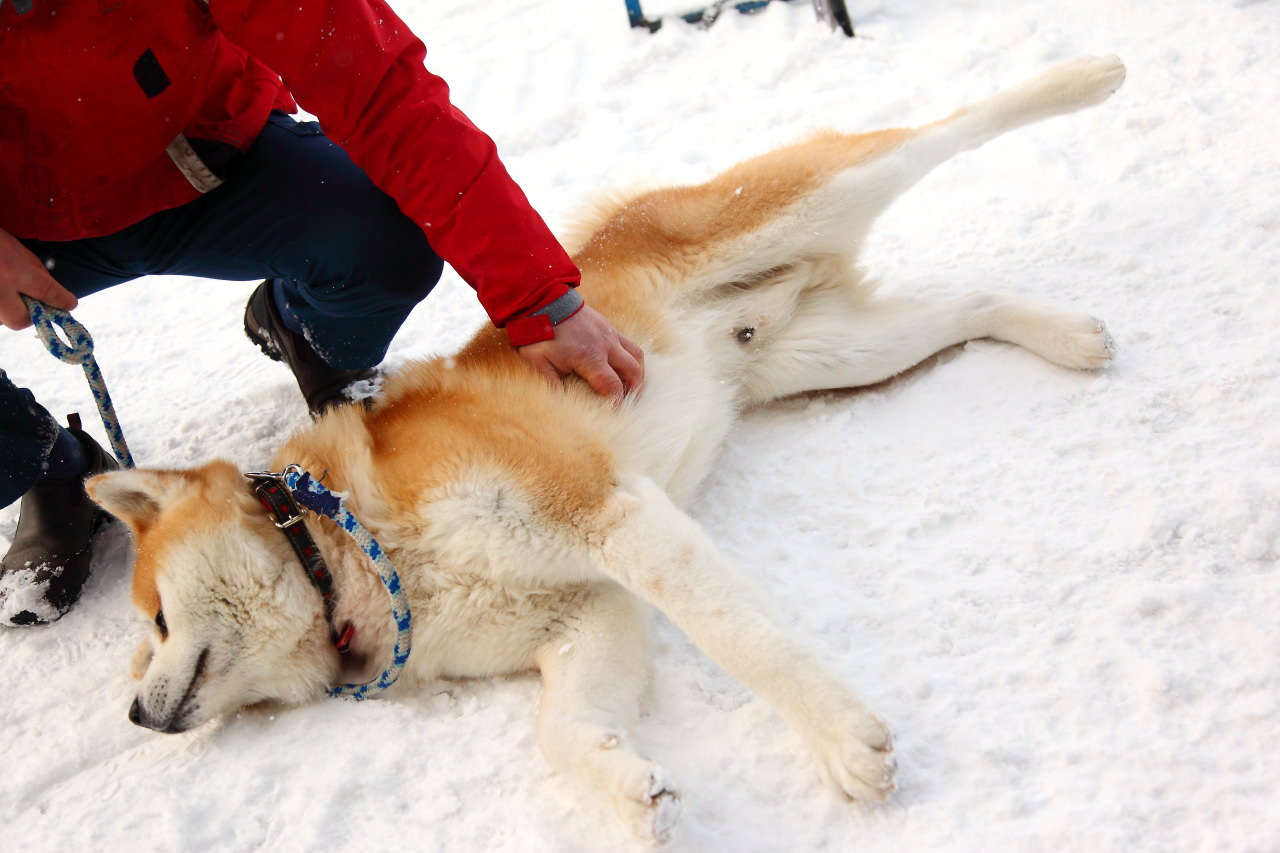 戀戀秋田犬主題路線,樂吃夠！日本,秋田旅遊,台灣近畿旅行社,阿仁滑雪場,森吉山樹冰,森吉山