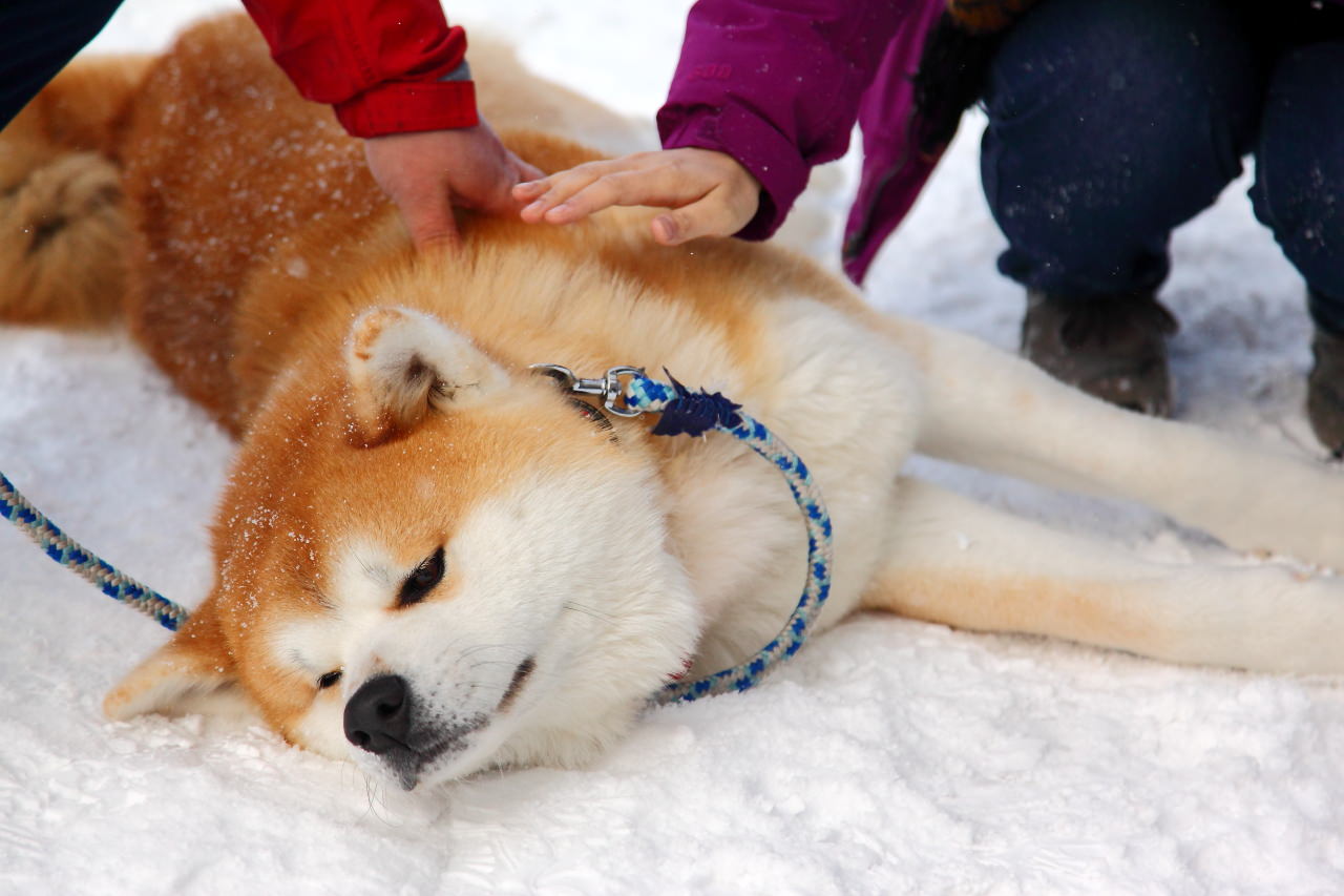 戀戀秋田犬主題路線,樂吃夠！日本,秋田旅遊,台灣近畿旅行社,阿仁滑雪場,森吉山樹冰,森吉山