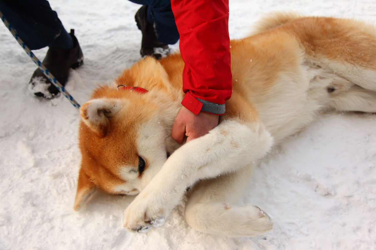 戀戀秋田犬主題路線,樂吃夠！日本,秋田旅遊,台灣近畿旅行社,阿仁滑雪場,森吉山樹冰,森吉山