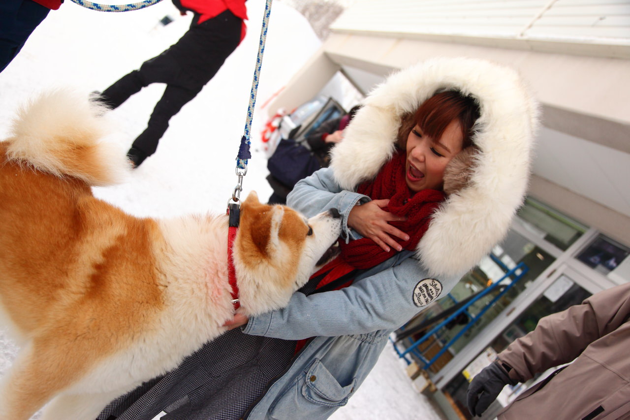 戀戀秋田犬主題路線,樂吃夠！日本,秋田旅遊,台灣近畿旅行社,阿仁滑雪場,森吉山樹冰,森吉山