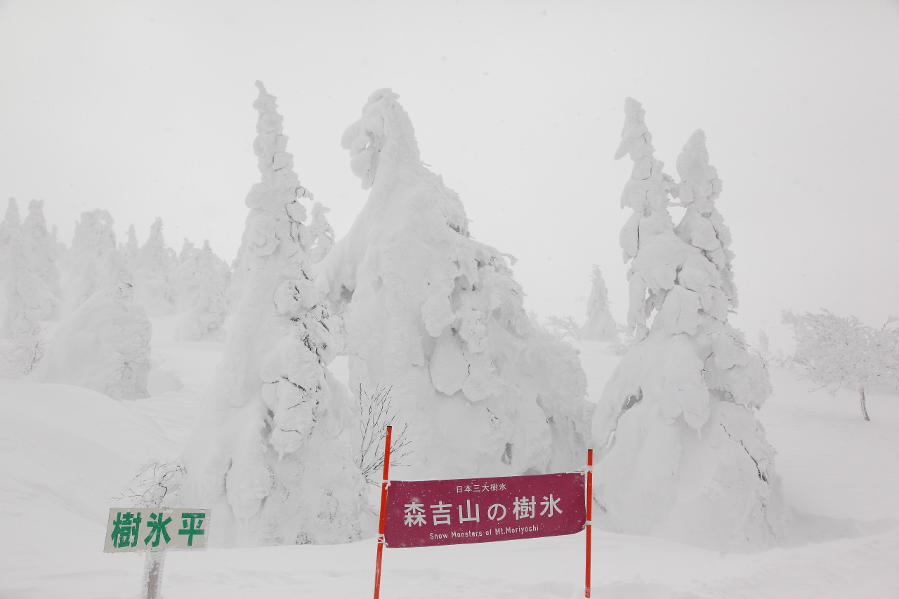 戀戀秋田犬主題路線,樂吃夠！日本,秋田旅遊,台灣近畿旅行社,阿仁滑雪場,森吉山樹冰,森吉山