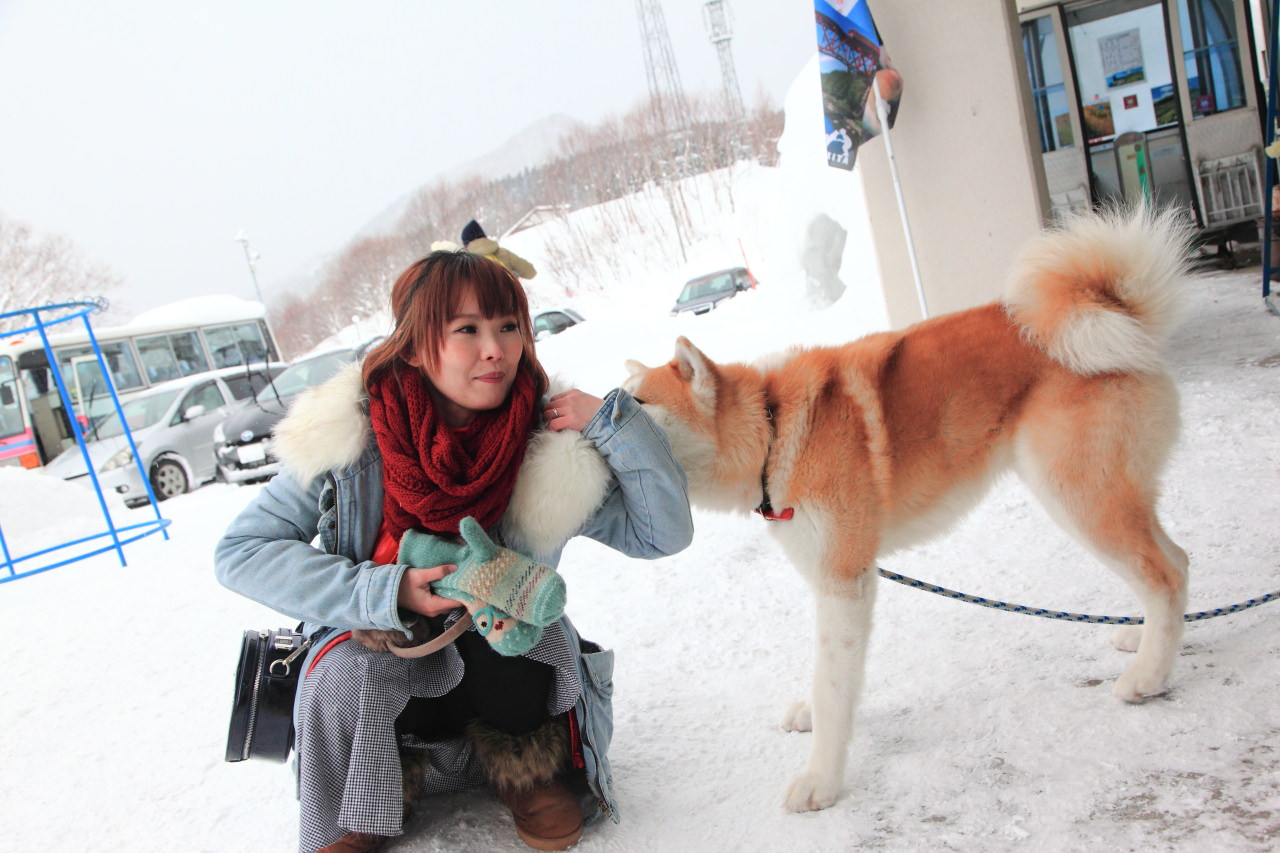戀戀秋田犬主題路線,樂吃夠！日本,秋田旅遊,台灣近畿旅行社,阿仁滑雪場,森吉山樹冰,森吉山