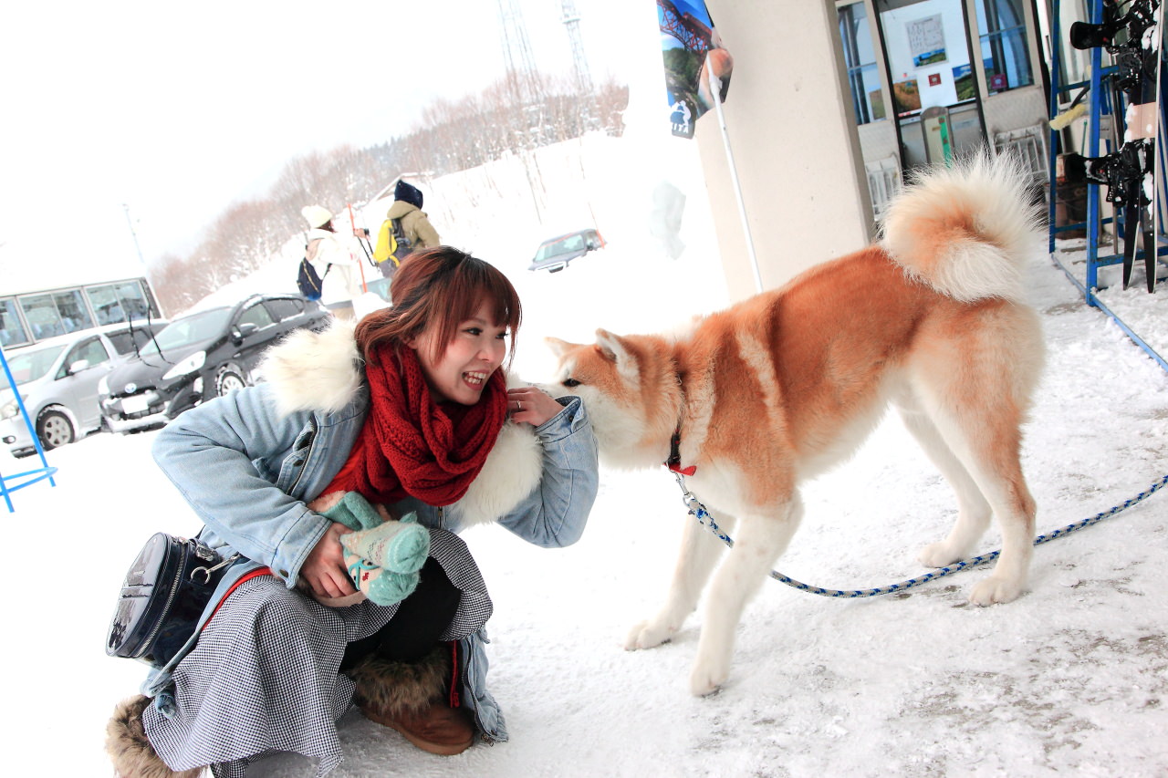 戀戀秋田犬主題路線,樂吃夠！日本,秋田旅遊,台灣近畿旅行社,阿仁滑雪場,森吉山樹冰,森吉山
