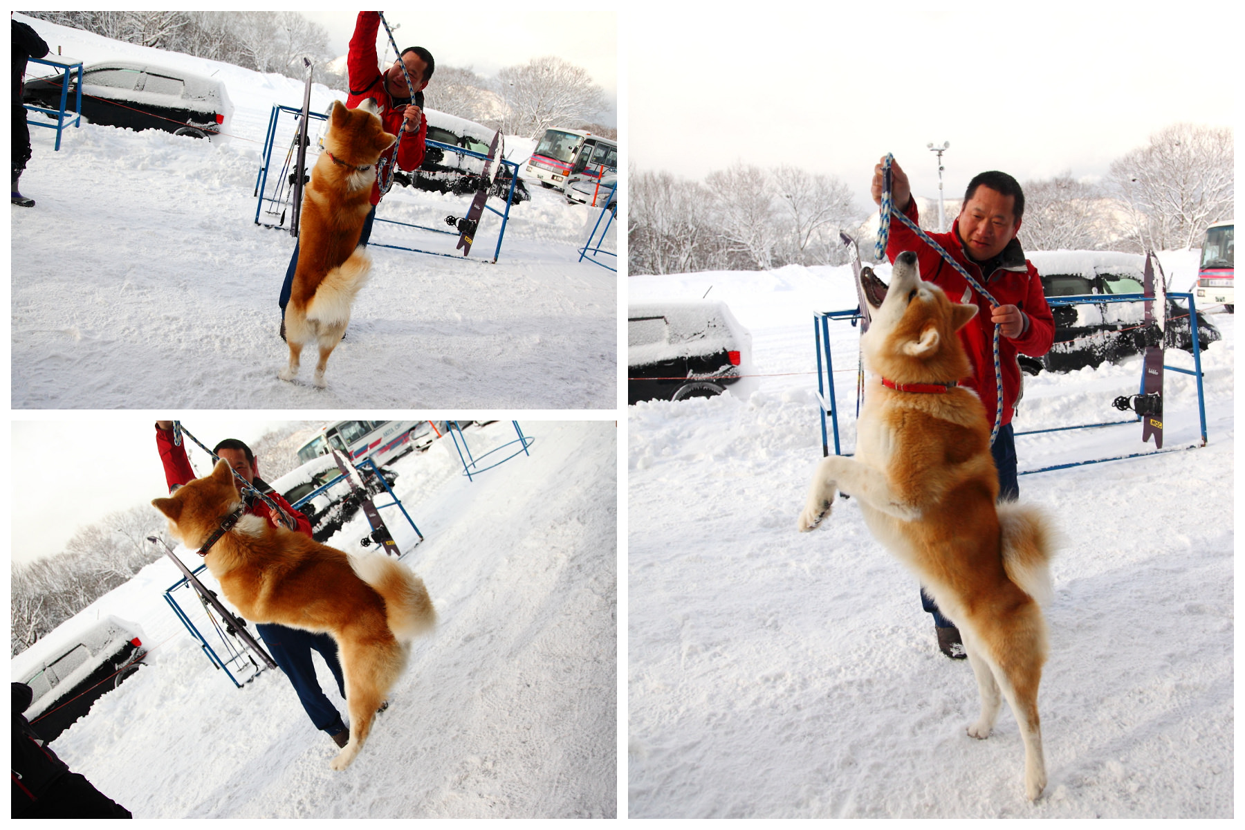 戀戀秋田犬主題路線,樂吃夠！日本,秋田旅遊,台灣近畿旅行社,阿仁滑雪場,森吉山樹冰,森吉山
