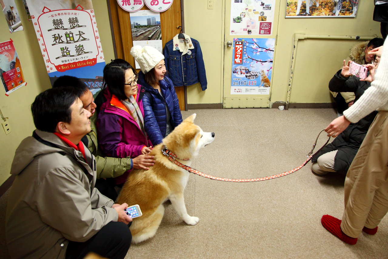 台灣近畿旅行社,戀戀秋田犬主題路線,秋田旅遊,秋田犬,樂吃購！日本
