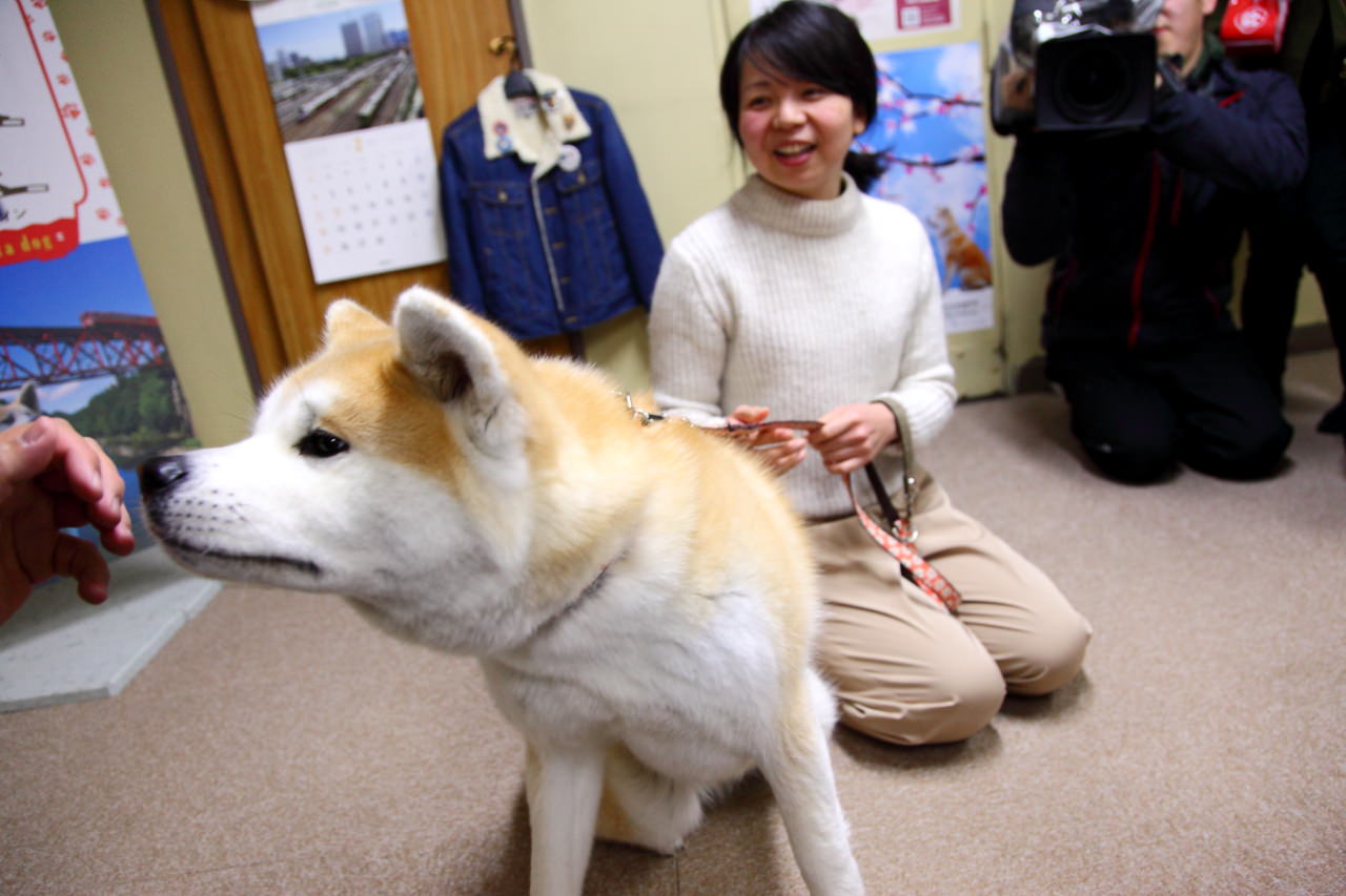 台灣近畿旅行社,戀戀秋田犬主題路線,秋田旅遊,秋田犬,樂吃購！日本