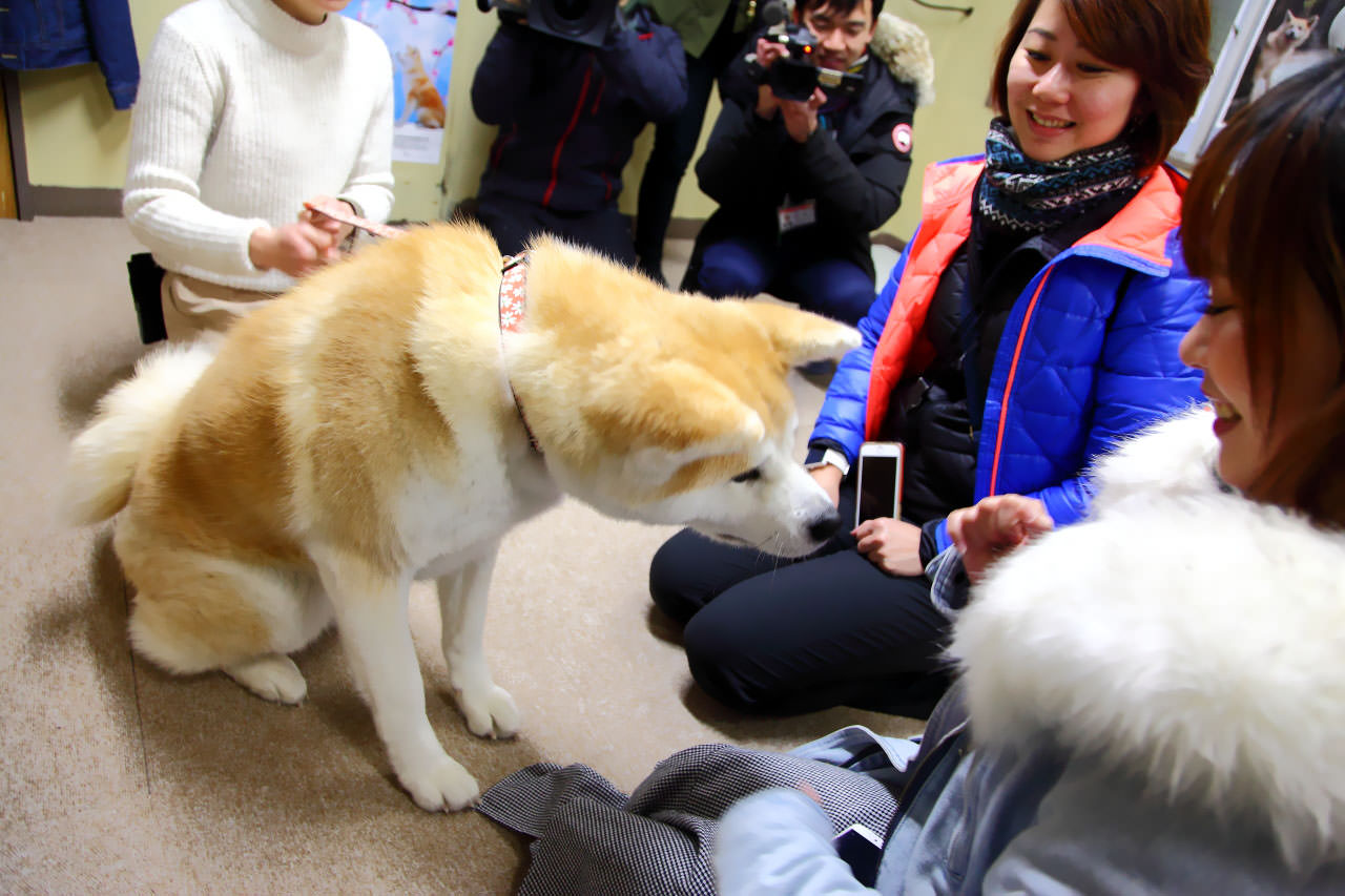 台灣近畿旅行社,戀戀秋田犬主題路線,秋田旅遊,秋田犬,樂吃購！日本