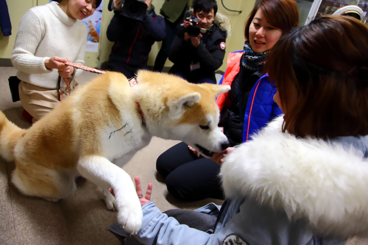 台灣近畿旅行社,戀戀秋田犬主題路線,秋田旅遊,秋田犬,樂吃購！日本