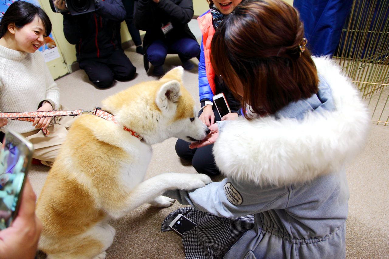 台灣近畿旅行社,戀戀秋田犬主題路線,秋田旅遊,秋田犬,樂吃購！日本