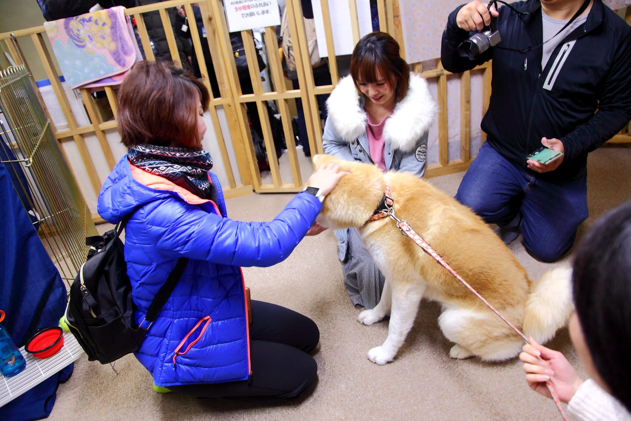 台灣近畿旅行社,戀戀秋田犬主題路線,秋田旅遊,秋田犬,樂吃購！日本