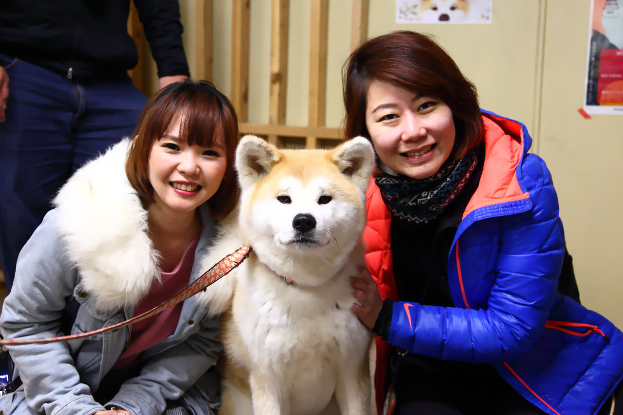 秋田旅遊,秋田犬,樂吃購！日本,台灣近畿旅行社,戀戀秋田犬主題路線 @大手牽小手。玩樂趣