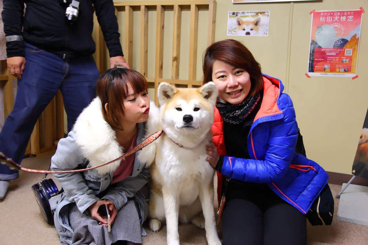 台灣近畿旅行社,戀戀秋田犬主題路線,秋田旅遊,秋田犬,樂吃購！日本