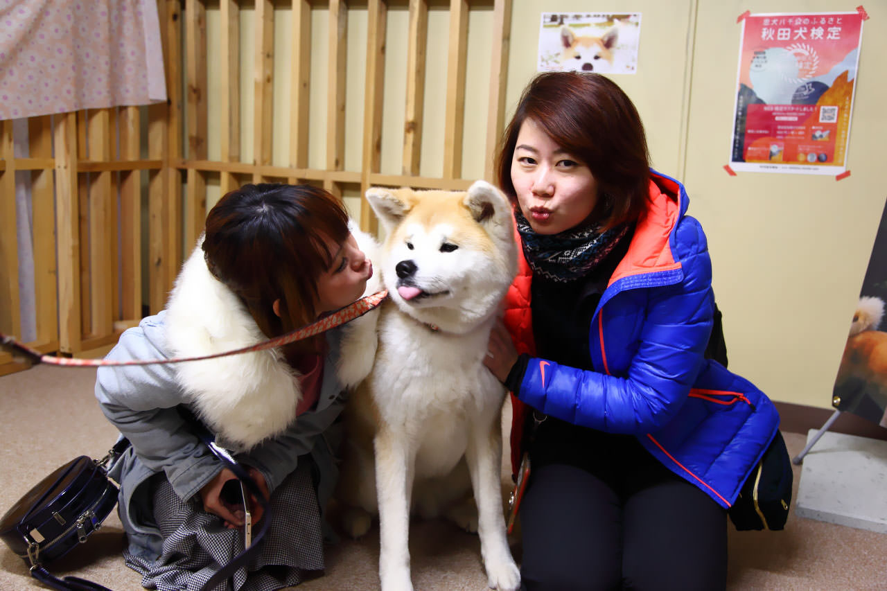 台灣近畿旅行社,戀戀秋田犬主題路線,秋田旅遊,秋田犬,樂吃購！日本