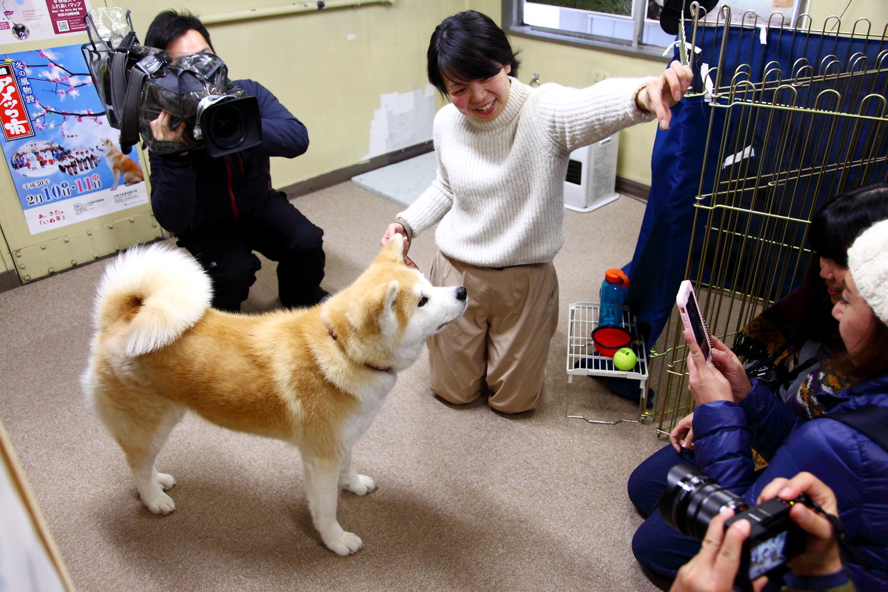 台灣近畿旅行社,戀戀秋田犬主題路線,秋田旅遊,秋田犬,樂吃購！日本