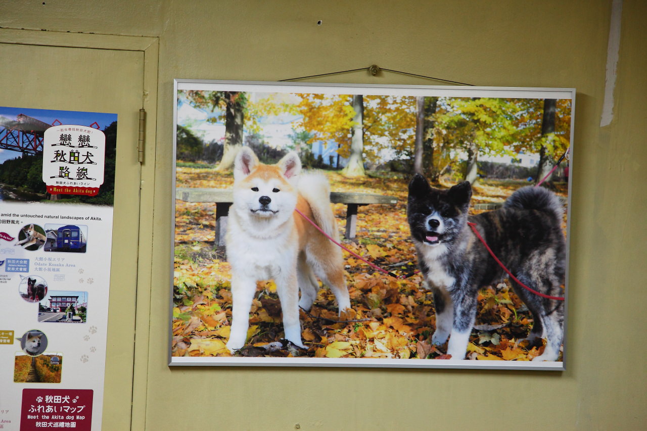 台灣近畿旅行社,戀戀秋田犬主題路線,秋田旅遊,秋田犬,樂吃購！日本