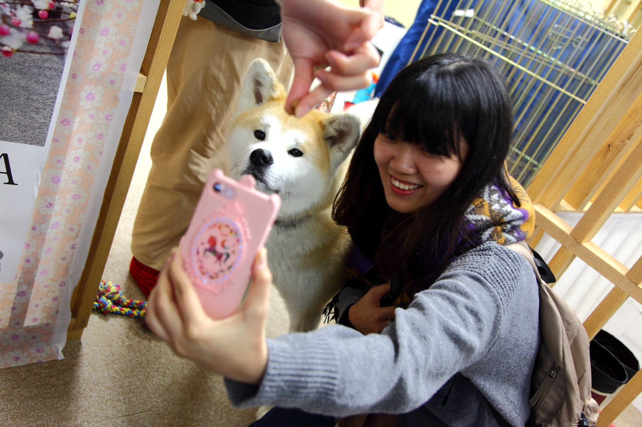 台灣近畿旅行社,戀戀秋田犬主題路線,秋田旅遊,秋田犬,樂吃購！日本