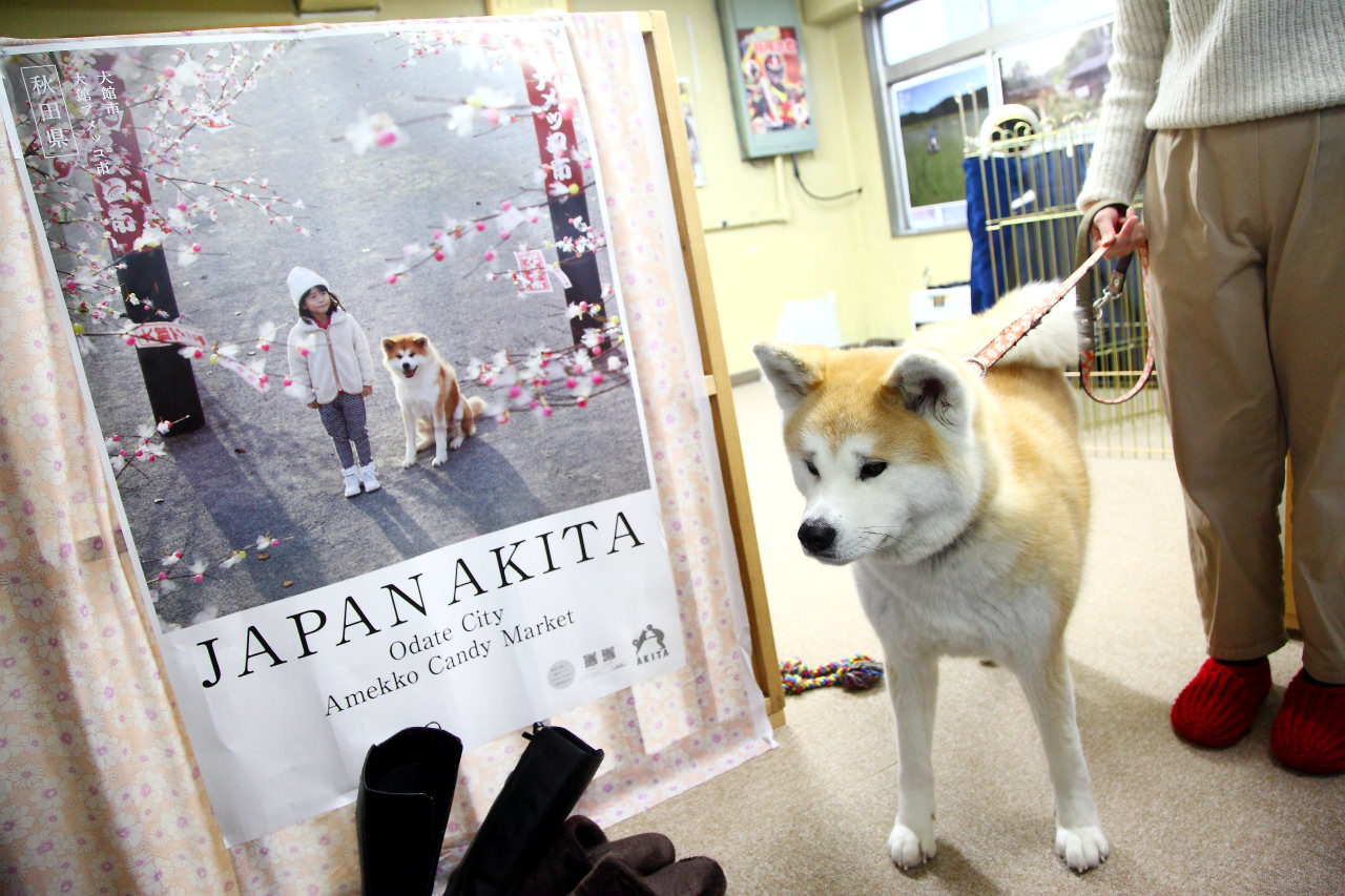 台灣近畿旅行社,戀戀秋田犬主題路線,秋田旅遊,秋田犬,樂吃購！日本