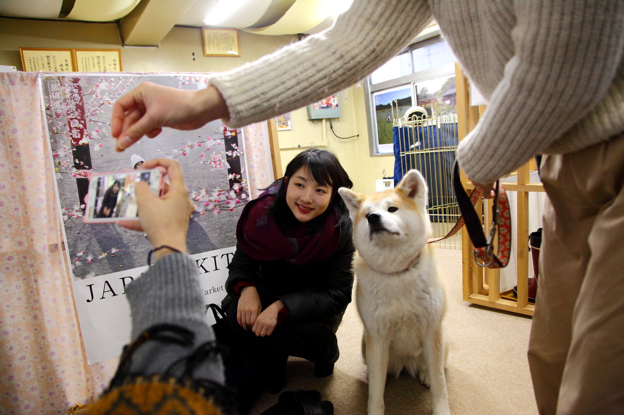 台灣近畿旅行社,戀戀秋田犬主題路線,秋田旅遊,秋田犬,樂吃購！日本