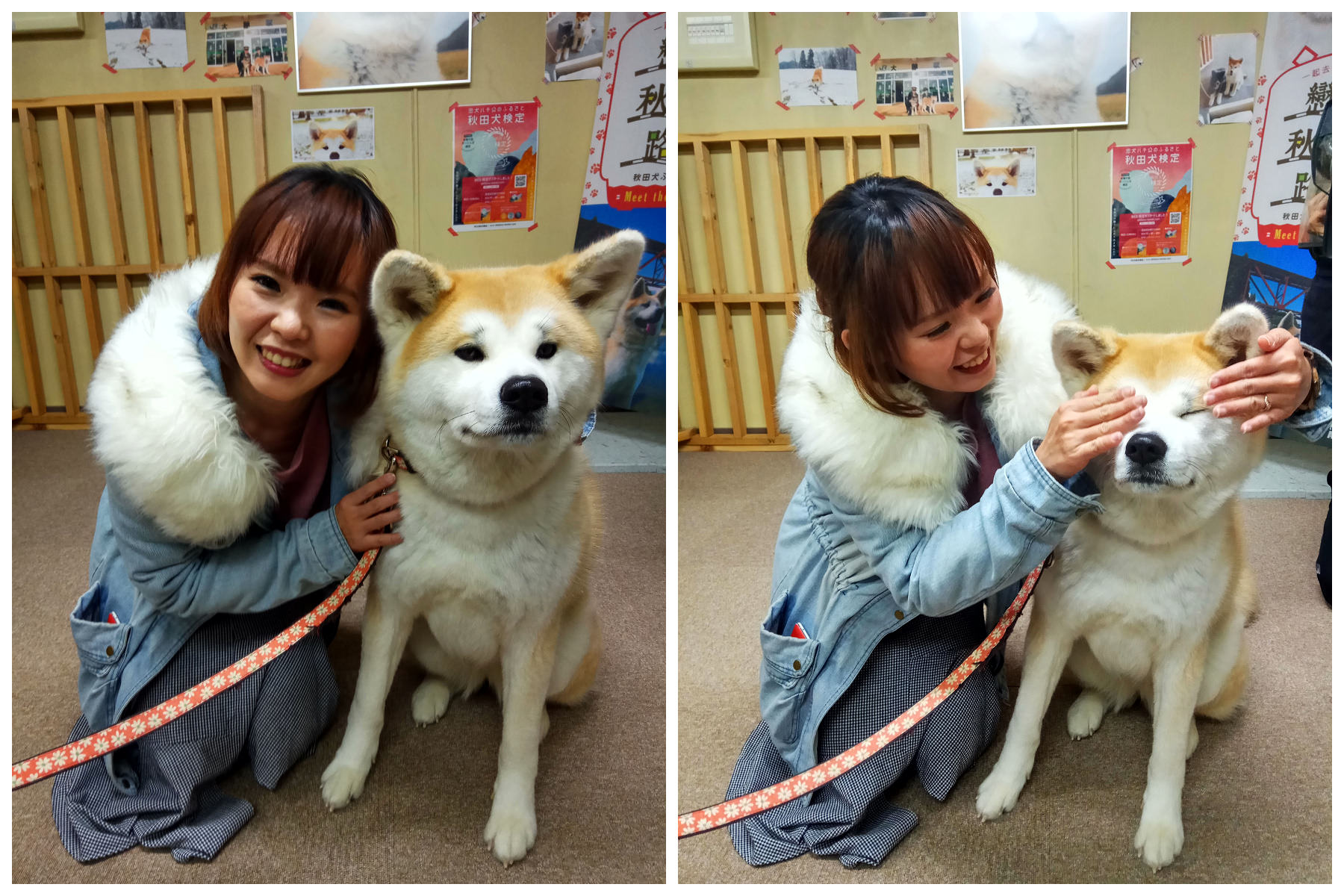 台灣近畿旅行社,戀戀秋田犬主題路線,秋田旅遊,秋田犬,樂吃購！日本