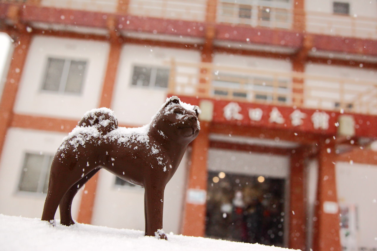 日本旅遊,日本東北旅遊 戀戀秋田犬主題路線,秋田旅遊,秋田犬,樂吃購！日本,台灣近畿旅行社,秋田犬會館