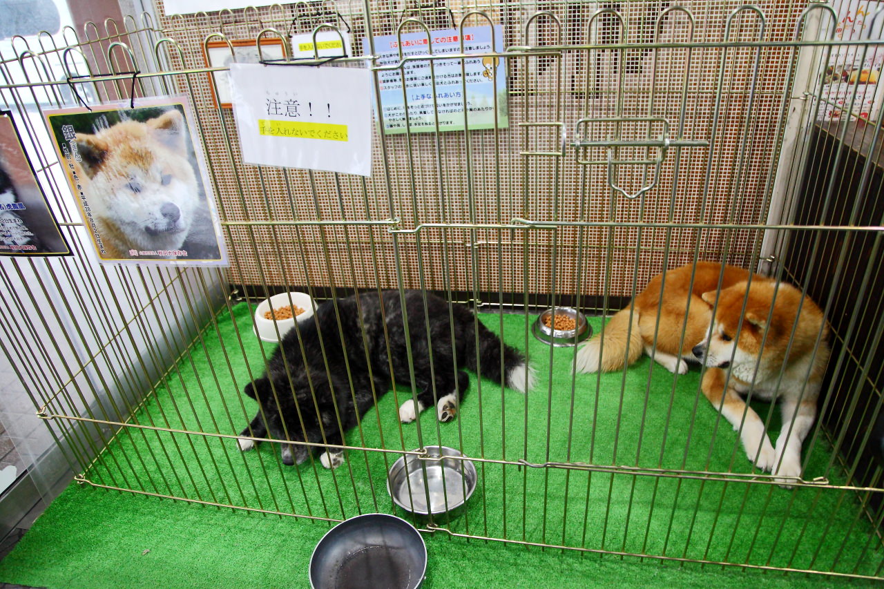 日本旅遊,日本東北旅遊 戀戀秋田犬主題路線,秋田旅遊,秋田犬,樂吃購！日本,台灣近畿旅行社,秋田犬會館