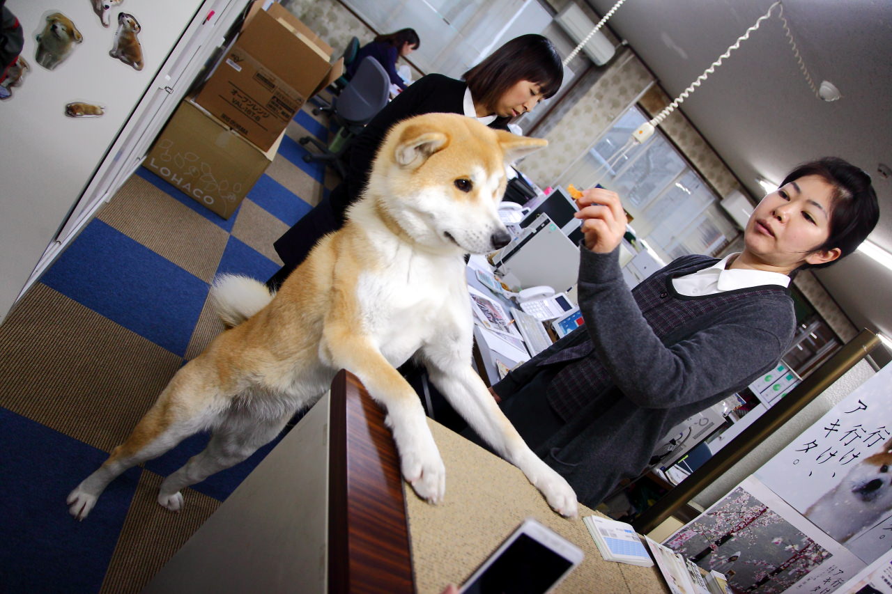 日本旅遊,日本東北旅遊 戀戀秋田犬主題路線,秋田旅遊,秋田犬,樂吃購！日本,台灣近畿旅行社,秋田犬會館
