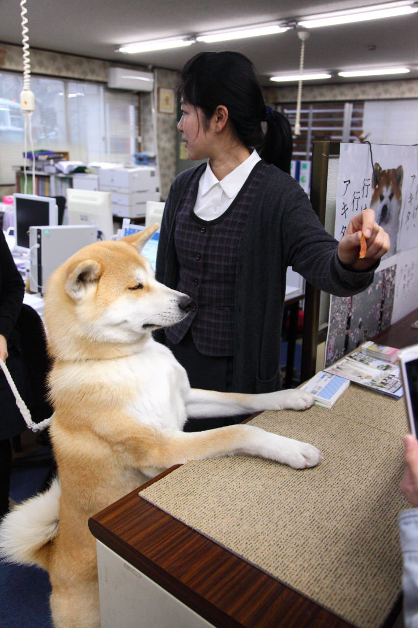 日本旅遊,日本東北旅遊 戀戀秋田犬主題路線,秋田旅遊,秋田犬,樂吃購！日本,台灣近畿旅行社,秋田犬會館