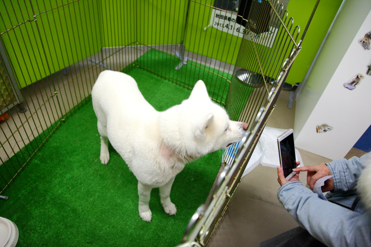 日本旅遊,日本東北旅遊 戀戀秋田犬主題路線,秋田旅遊,秋田犬,樂吃購！日本,台灣近畿旅行社,秋田犬會館
