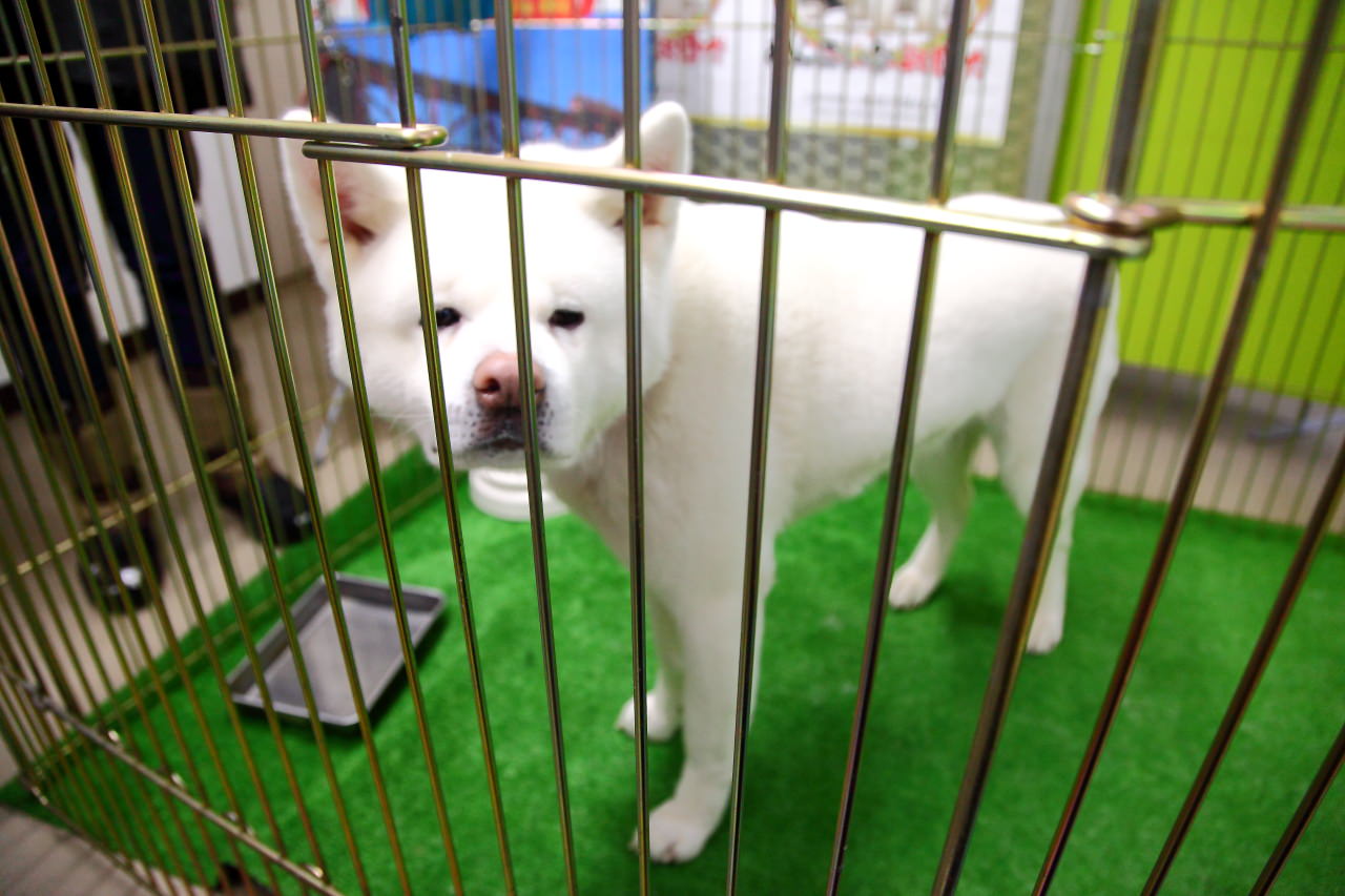 日本旅遊,日本東北旅遊 戀戀秋田犬主題路線,秋田旅遊,秋田犬,樂吃購！日本,台灣近畿旅行社,秋田犬會館