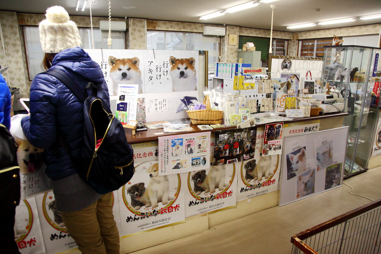 日本旅遊,日本東北旅遊 戀戀秋田犬主題路線,秋田旅遊,秋田犬,樂吃購！日本,台灣近畿旅行社,秋田犬會館