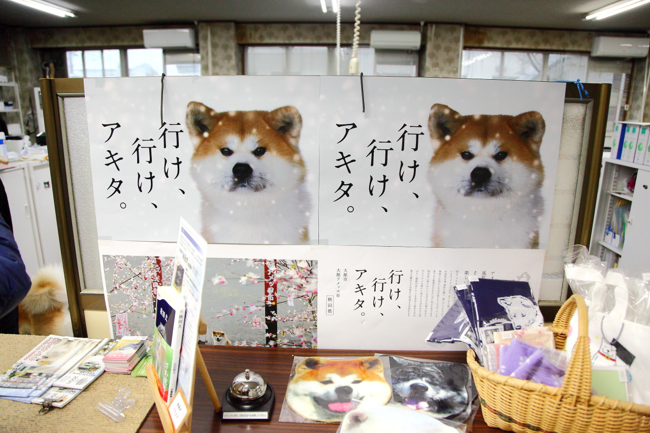 日本旅遊,日本東北旅遊 戀戀秋田犬主題路線,秋田旅遊,秋田犬,樂吃購！日本,台灣近畿旅行社,秋田犬會館