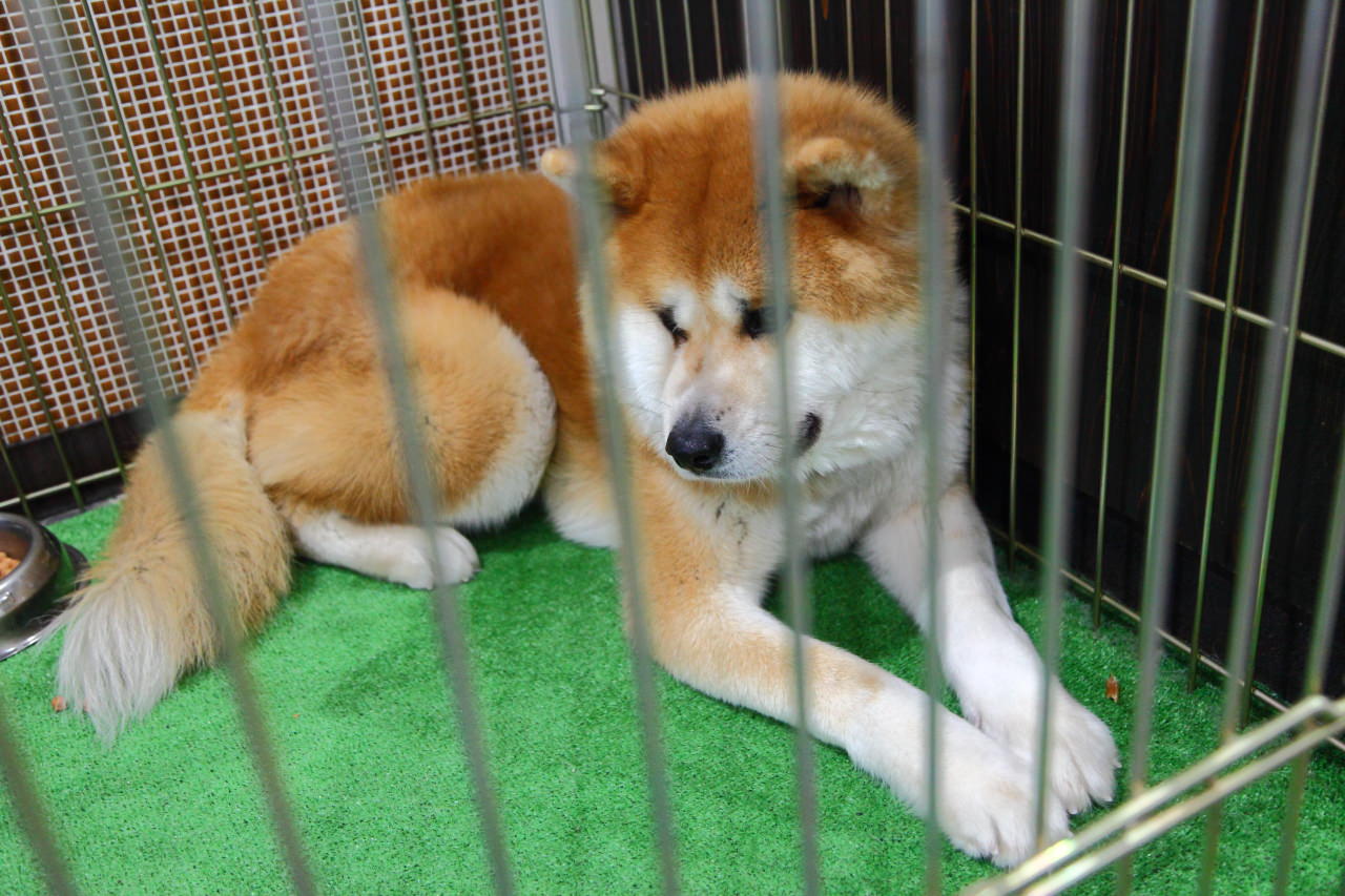 日本旅遊,日本東北旅遊 戀戀秋田犬主題路線,秋田旅遊,秋田犬,樂吃購！日本,台灣近畿旅行社,秋田犬會館