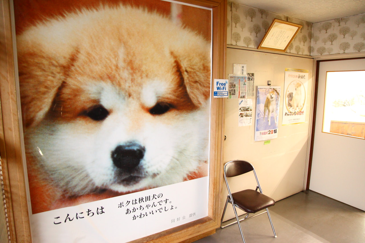 日本旅遊,日本東北旅遊 戀戀秋田犬主題路線,秋田旅遊,秋田犬,樂吃購！日本,台灣近畿旅行社,秋田犬會館