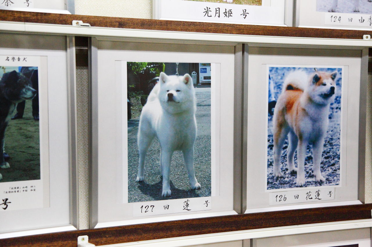日本旅遊,日本東北旅遊 戀戀秋田犬主題路線,秋田旅遊,秋田犬,樂吃購！日本,台灣近畿旅行社,秋田犬會館