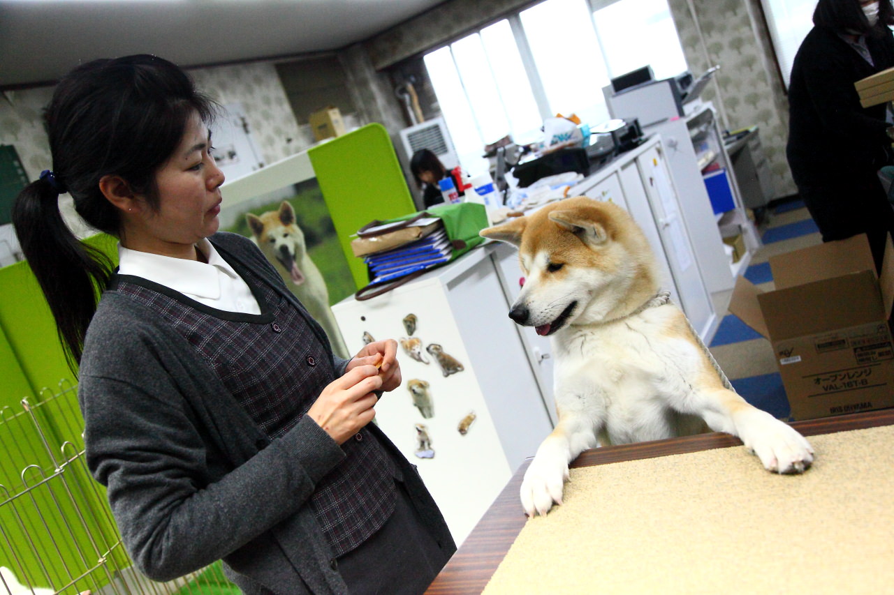 日本旅遊,日本東北旅遊 戀戀秋田犬主題路線,秋田旅遊,秋田犬,樂吃購！日本,台灣近畿旅行社,秋田犬會館