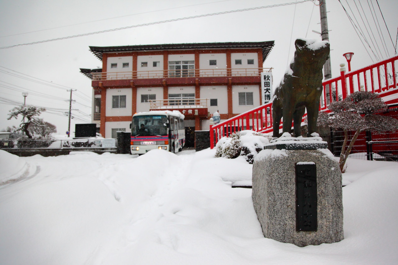 日本旅遊,日本東北旅遊 戀戀秋田犬主題路線,秋田旅遊,秋田犬,樂吃購！日本,台灣近畿旅行社,秋田犬會館