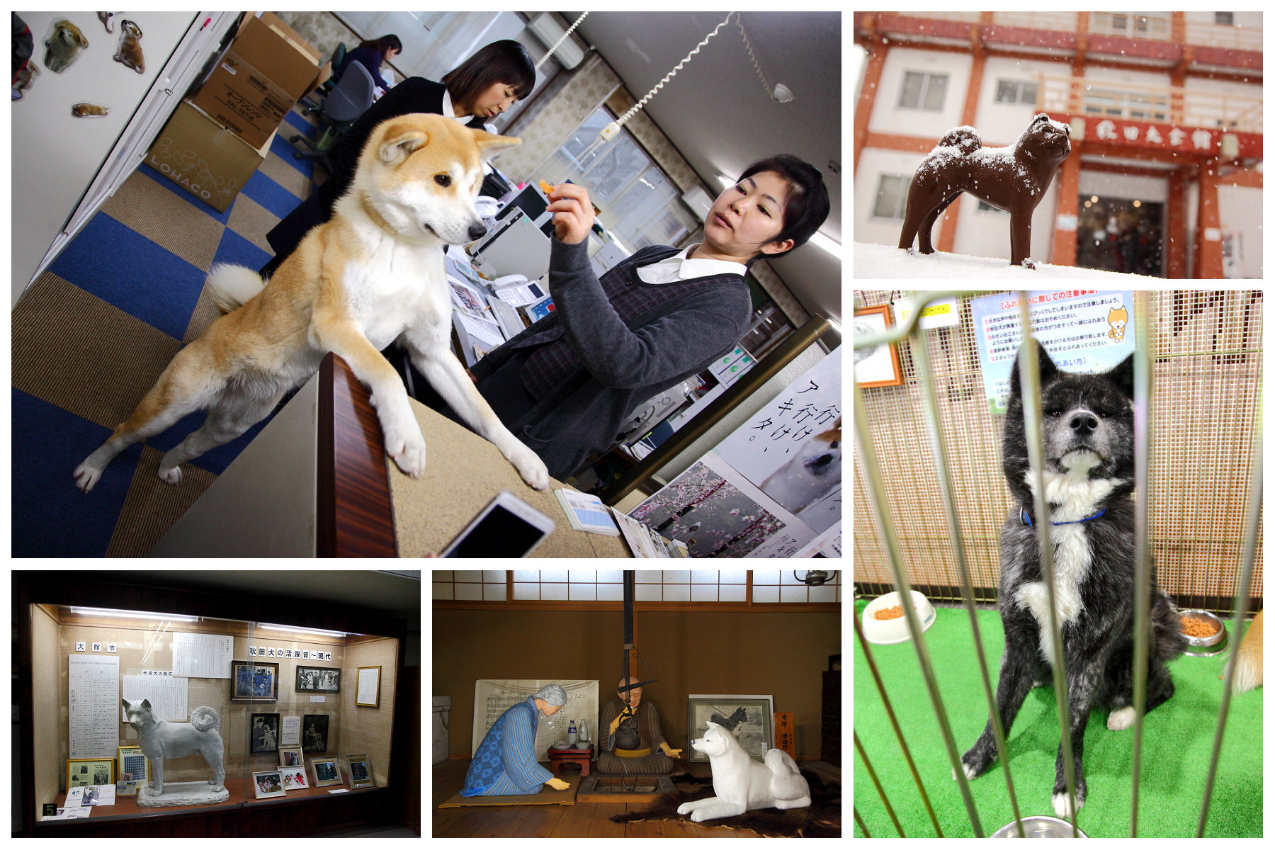 秋田旅遊,秋田犬,樂吃購！日本,台灣近畿旅行社,秋田犬會館,日本旅遊,日本東北旅遊 戀戀秋田犬主題路線 @大手牽小手。玩樂趣