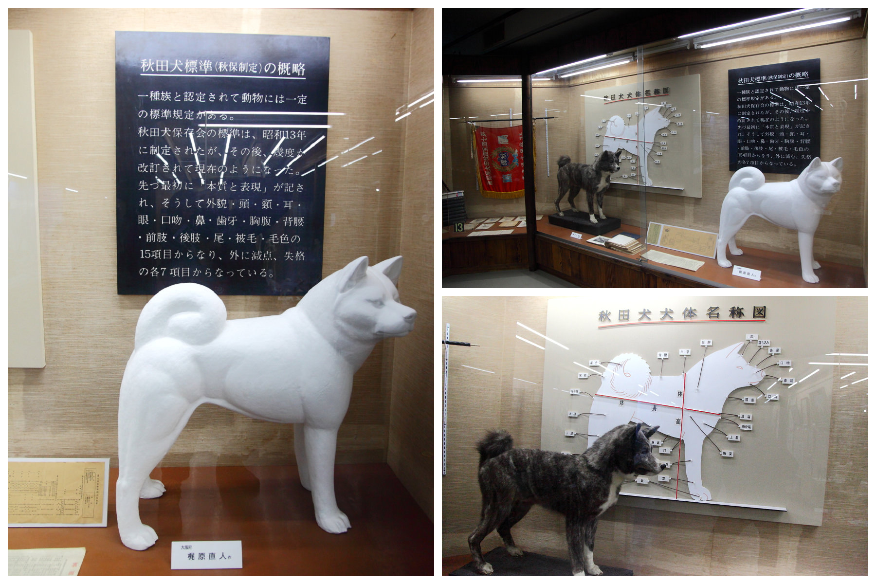 日本旅遊,日本東北旅遊 戀戀秋田犬主題路線,秋田旅遊,秋田犬,樂吃購！日本,台灣近畿旅行社,秋田犬會館