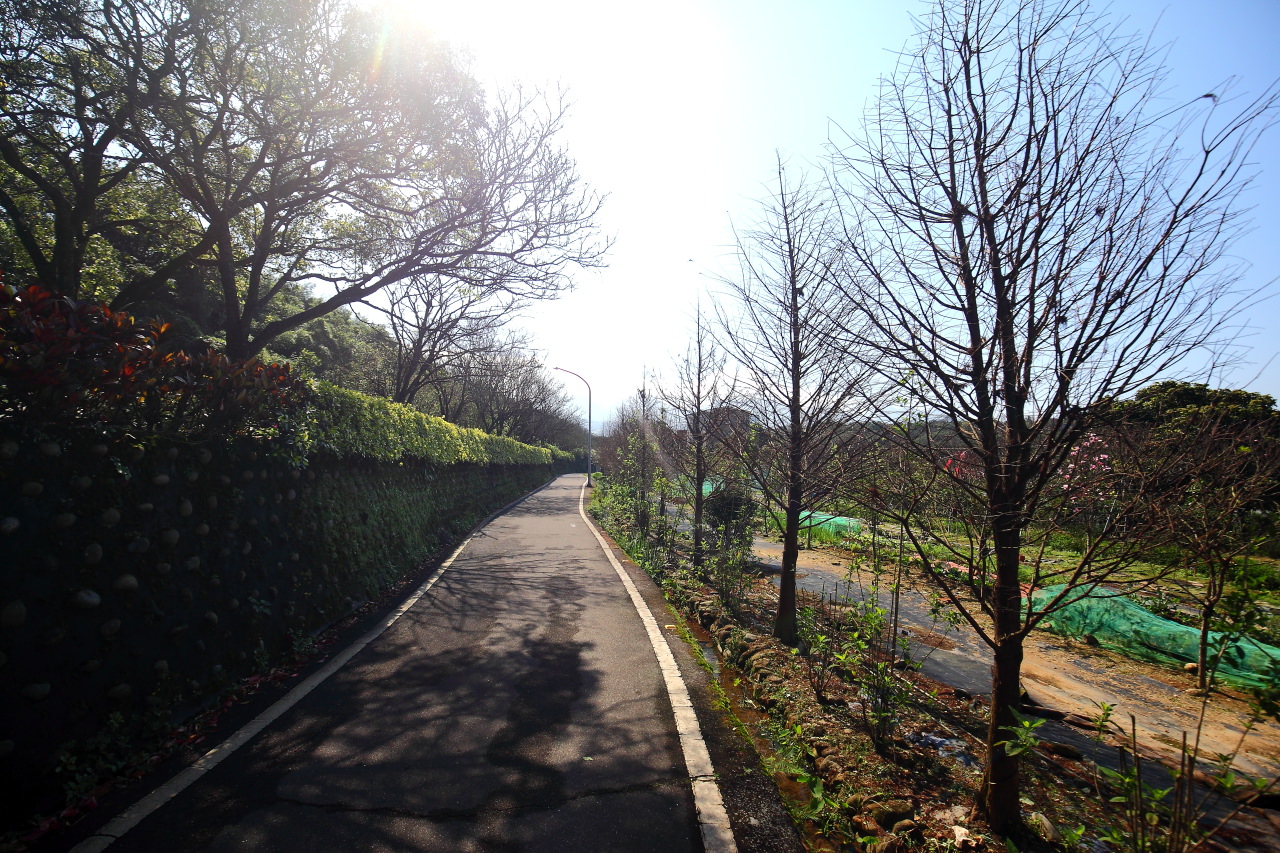 三芝旅遊,共榮社區,安康社區,三芝景點,三芝櫻花,三芝美食,新北市景點