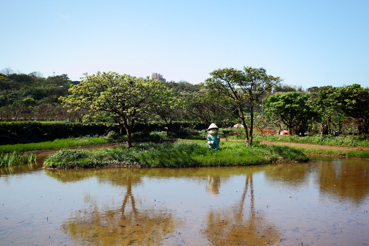 三芝旅遊,共榮社區,安康社區,三芝景點,三芝櫻花,三芝美食,新北市景點
