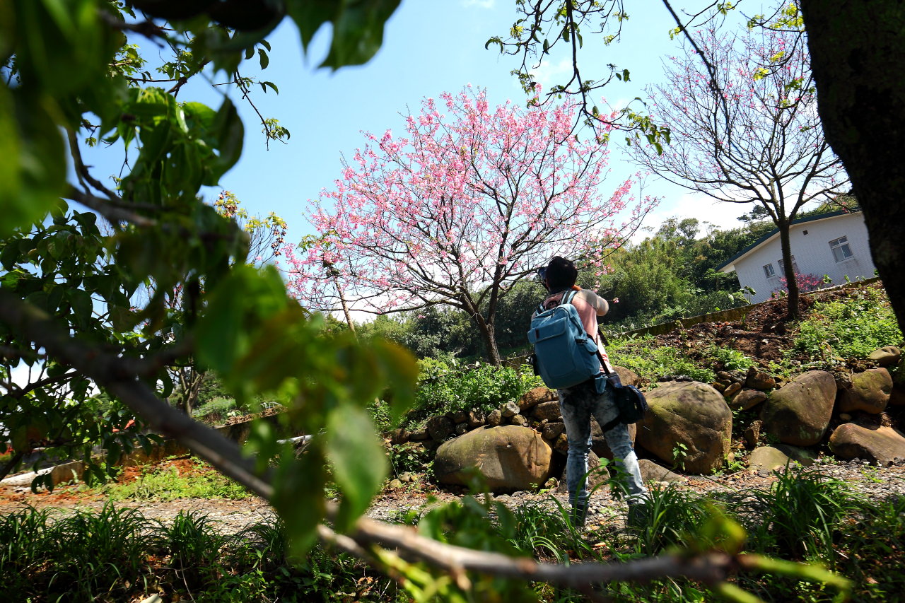 三芝旅遊,共榮社區,安康社區,三芝景點,三芝櫻花,三芝美食,新北市景點