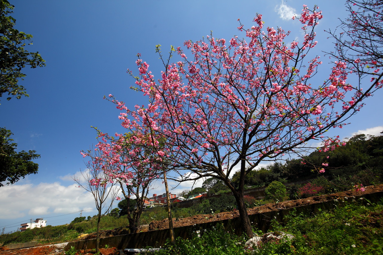 三芝旅遊,共榮社區,安康社區,三芝景點,三芝櫻花,三芝美食,新北市景點