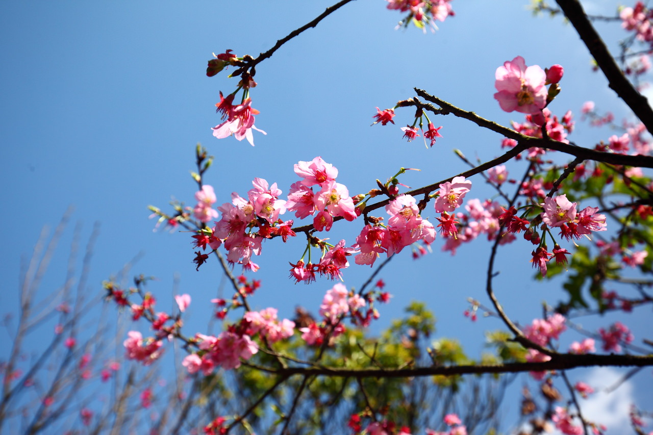 三芝旅遊,共榮社區,安康社區,三芝景點,三芝櫻花,三芝美食,新北市景點