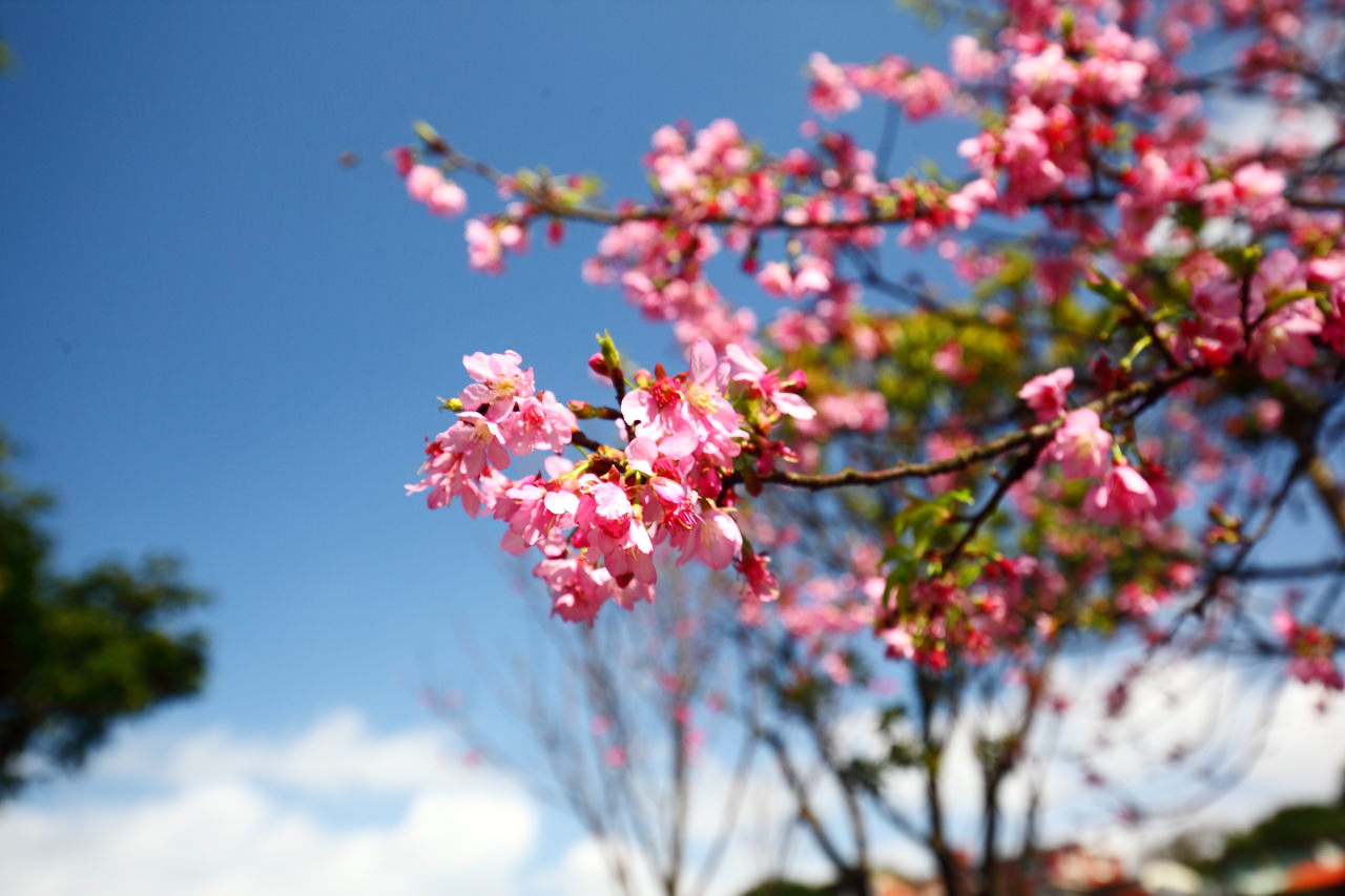 三芝旅遊,共榮社區,安康社區,三芝景點,三芝櫻花,三芝美食,新北市景點